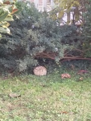 Sylvilagus floridanus