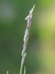 Zoysia matrella