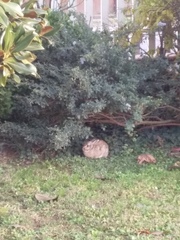 Sylvilagus floridanus