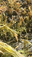 Podostemum ceratophyllum