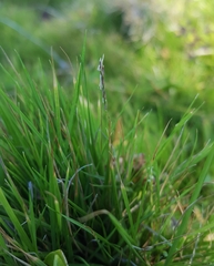 Zoysia matrella