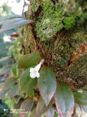 Codonanthopsis