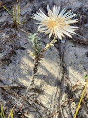Helichrysum retortum