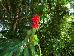Costus comosus