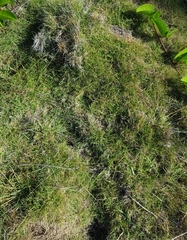 Zoysia matrella