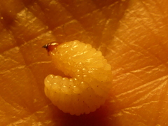 Curculio glandium