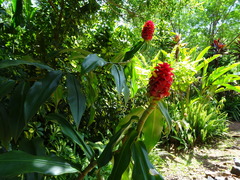 Costus comosus