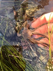 Ophioderma panamense