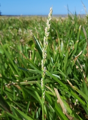 Stenotaphrum dimidiatum