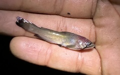 Ameiurus nebulosus
