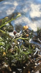 Podostemum ceratophyllum