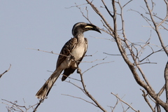 Lophoceros nasutus