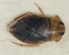 Ambrysus pulchellus