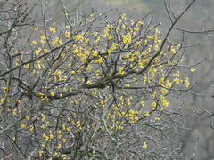 Loranthus europaeus