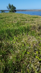 Stenotaphrum dimidiatum