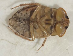 Ambrysus pulchellus