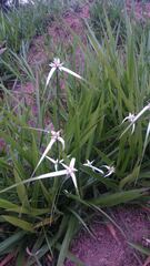 Rhynchospora colorata