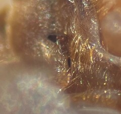 Ambrysus pulchellus