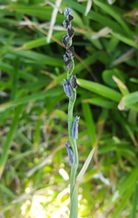 Stenotaphrum dimidiatum