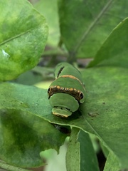 Papilio demoleus libanius