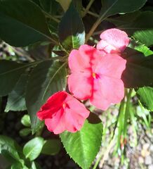 Impatiens walleriana image