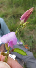 Tephrosia macropoda diffusa