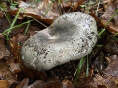 Russula cyanoxantha