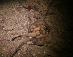 Urobatis concentricus