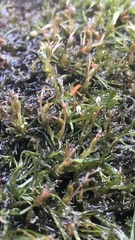 Podostemum ceratophyllum