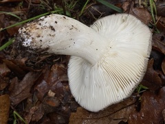 Russula cyanoxantha