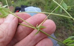Tephrosia macropoda diffusa