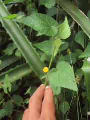 Sida urens