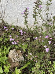 Clinopodium nepeta