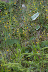 Melampyrum sylvaticum