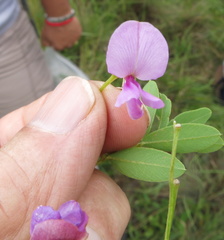 Tephrosia macropoda diffusa