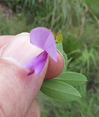 Tephrosia macropoda diffusa