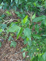 Magnoliopsida