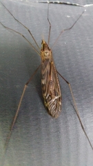 Ischnotoma