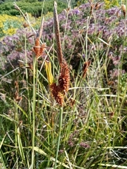 Carex clavata