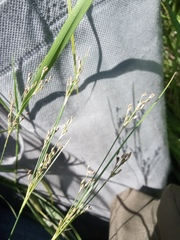 Juncus gerardi