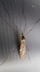 Ischnotoma