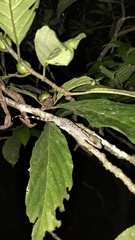 Cyrtodactylus