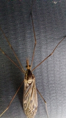 Ischnotoma