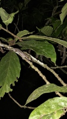 Cyrtodactylus