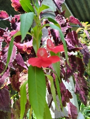 Impatiens balsamina image