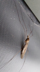 Ischnotoma