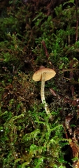 Cortinarius acutus