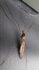 Ischnotoma