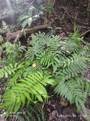 Christella parasitica
