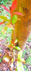 Flacourtia indica